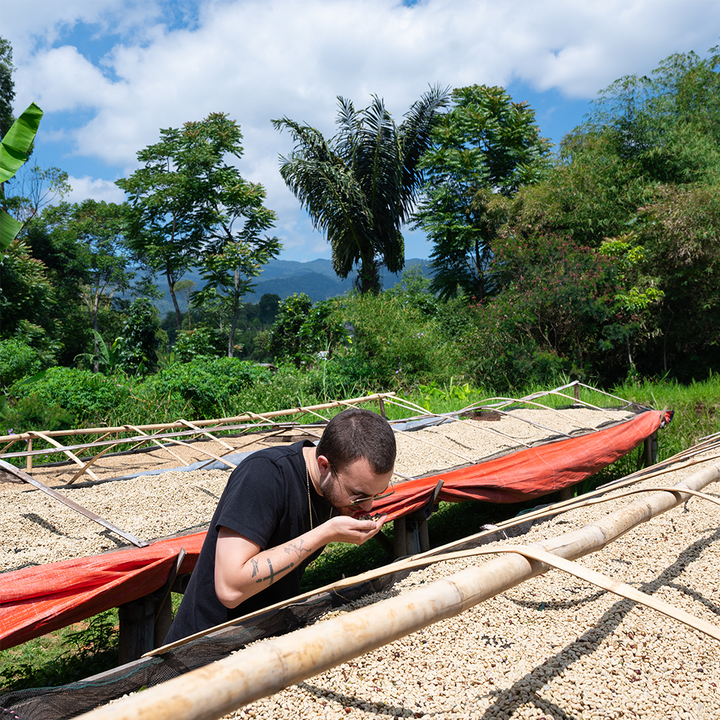 Man smelling coffee beans drying in the sun