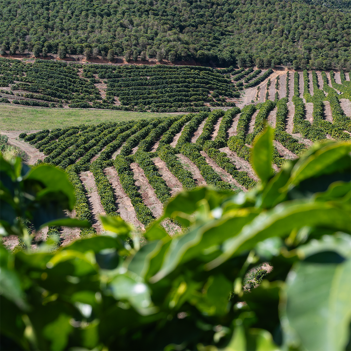 Coffee bean farm