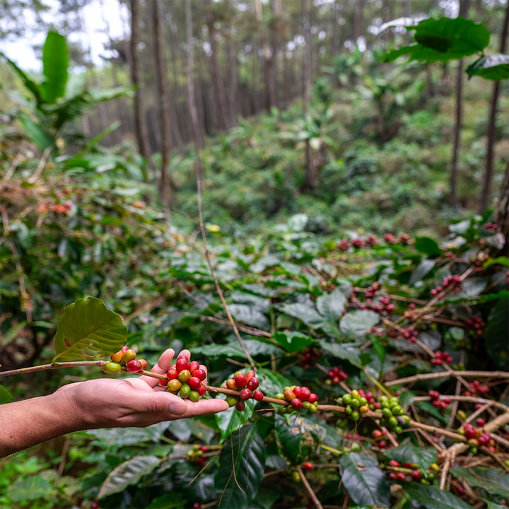 Hand holding a branch of coffee berries with a forest background