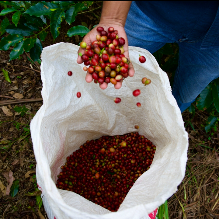 Hand pouring coffee cherries into a white bag with more cherries on the ground.