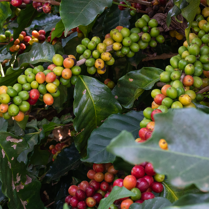 Ripe coffee cherries